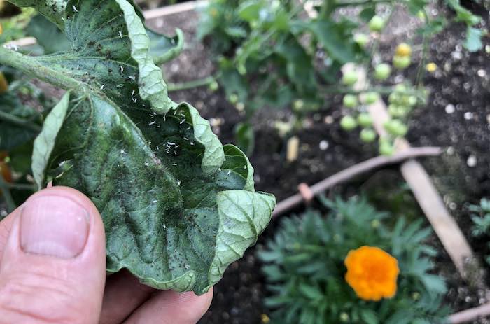 Whitefly pest on tomato leaf