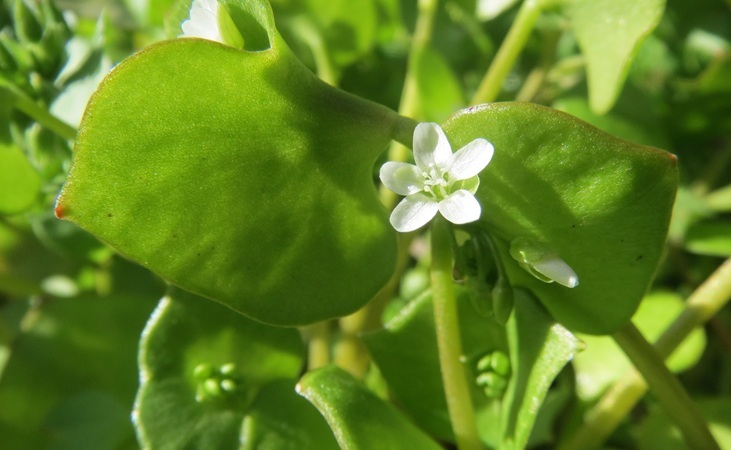 Claytonia Claytonia