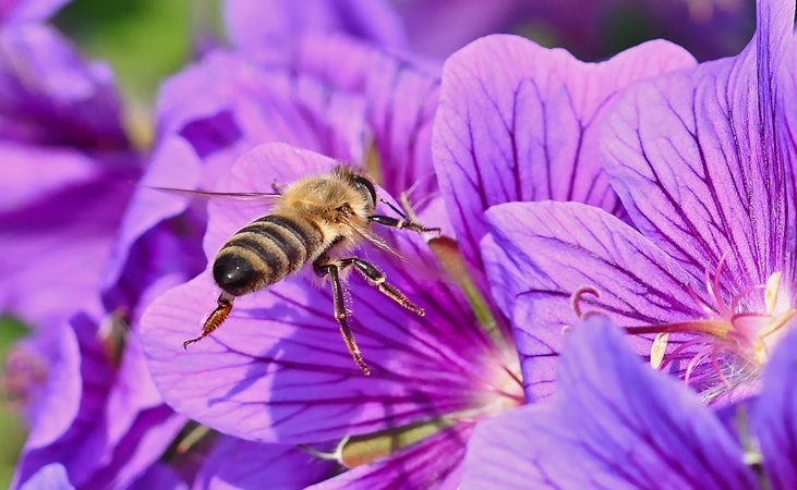 A bee approaching a bright purple flowerhead