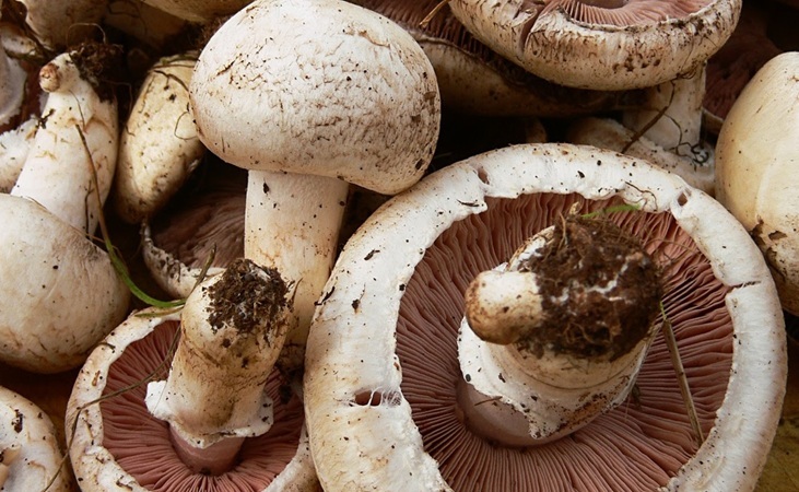 wild field mushrooms wild field mushrooms