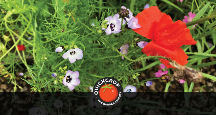 Wildflowers header image with Quickcrop logo