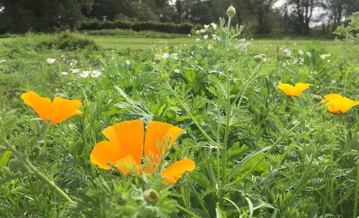 Wildflower meadow seed mix