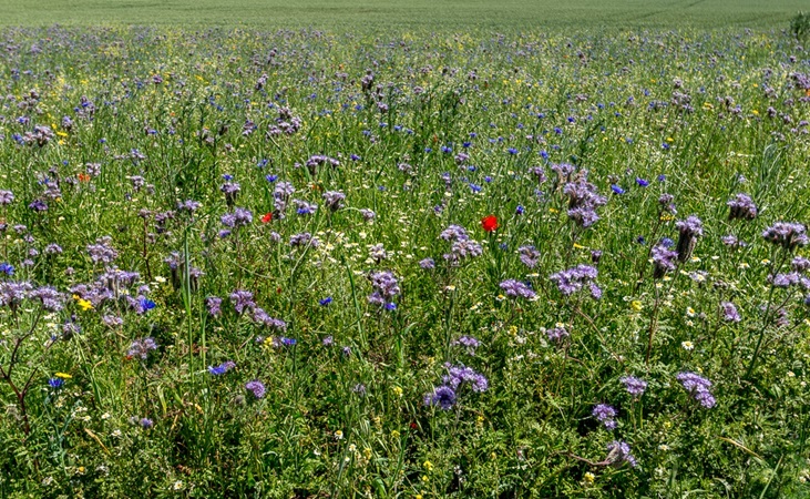 Wildflower meadow, Cadwell Farm