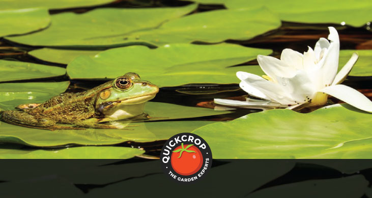 Wildlife pond - header image Wildlife pond - header image