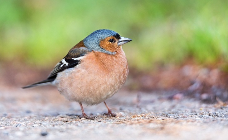 a chaffinch