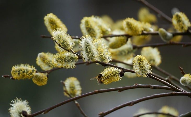 Willow catkins with visiting bee