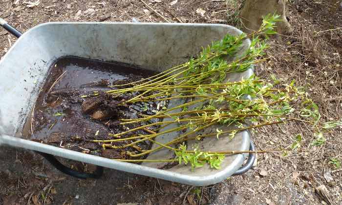 Willow tree whips ready for planting