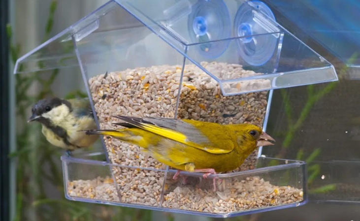 transparent bird feeder attached to a window with suction cups