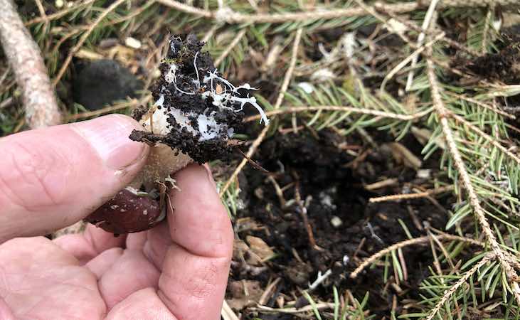 A winecap mushroom stem butt