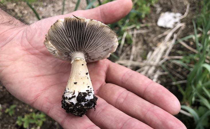 Winecap mushroom with its distinctive gills