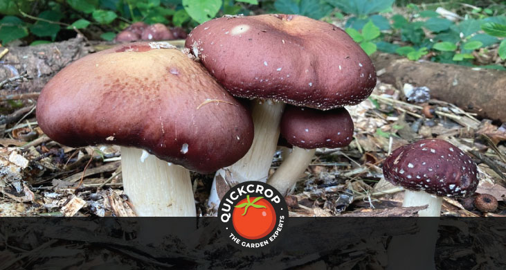 Giant wild mushrooms - header image