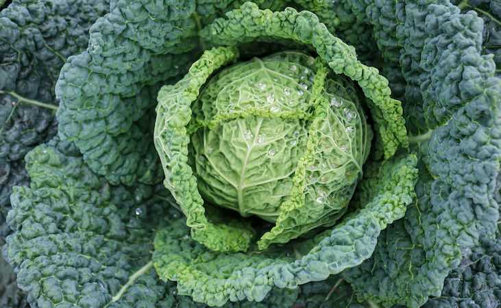 Winter savoy cabbage