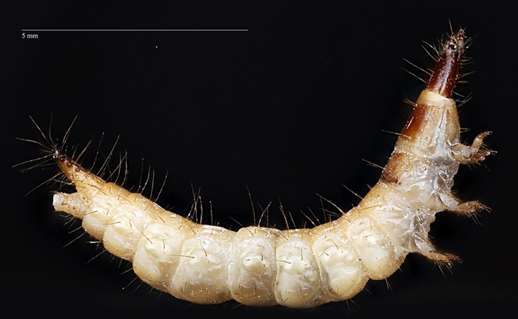 Wireworm with scale