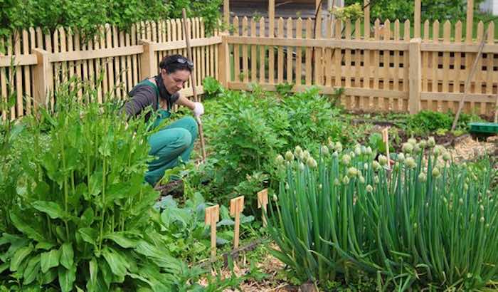 Growing organic vegetables at home