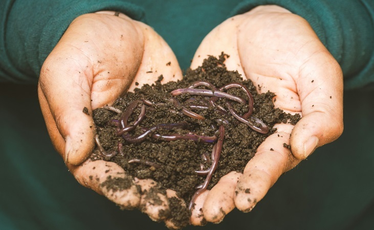 A handful of soil and worms