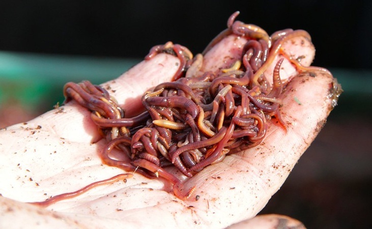 Red wriggler worms