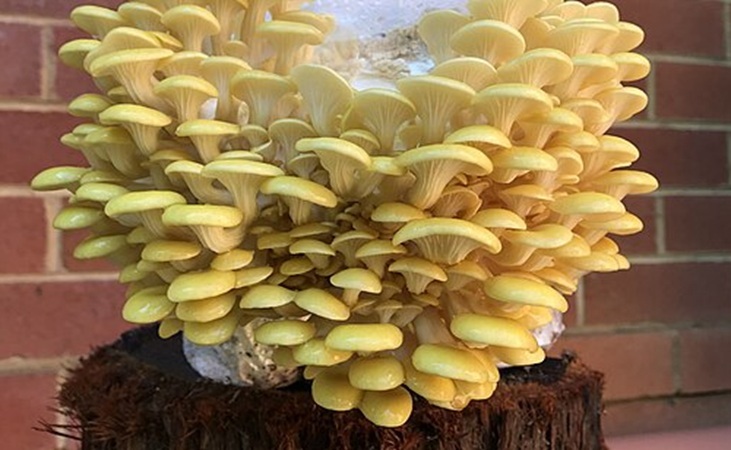 Yellow oyster mushrooms Yellow oyster mushrooms