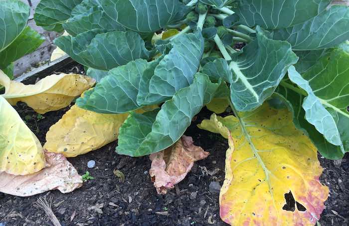 Yellowing leaves on Brussels sprouts