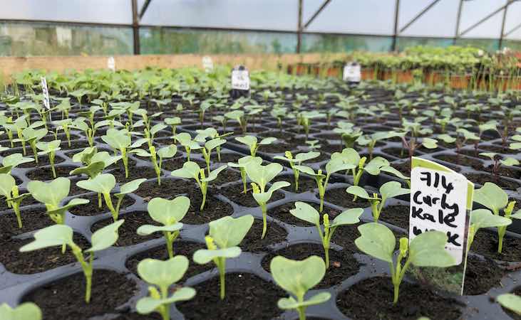 2 week old kale plants growing in seedling trays