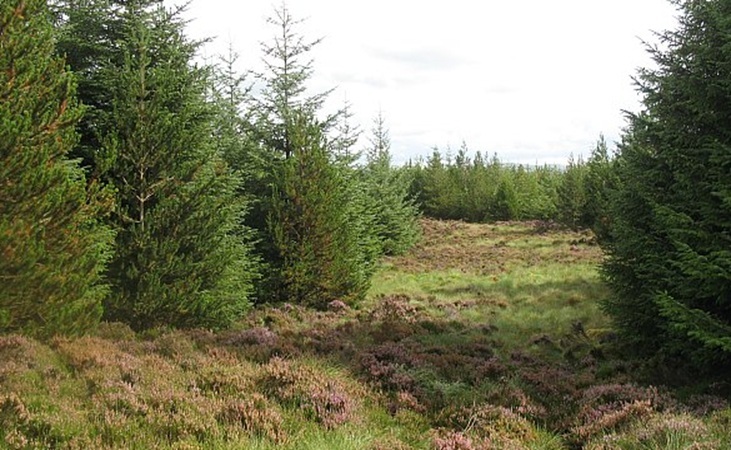 Sitka spruce