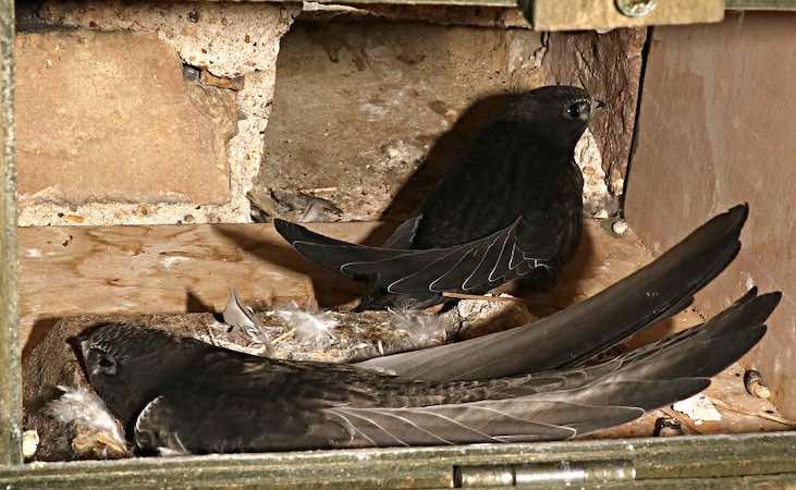Young swifts in a nest box