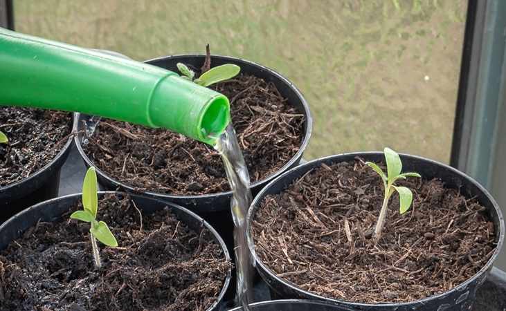 watering young plants